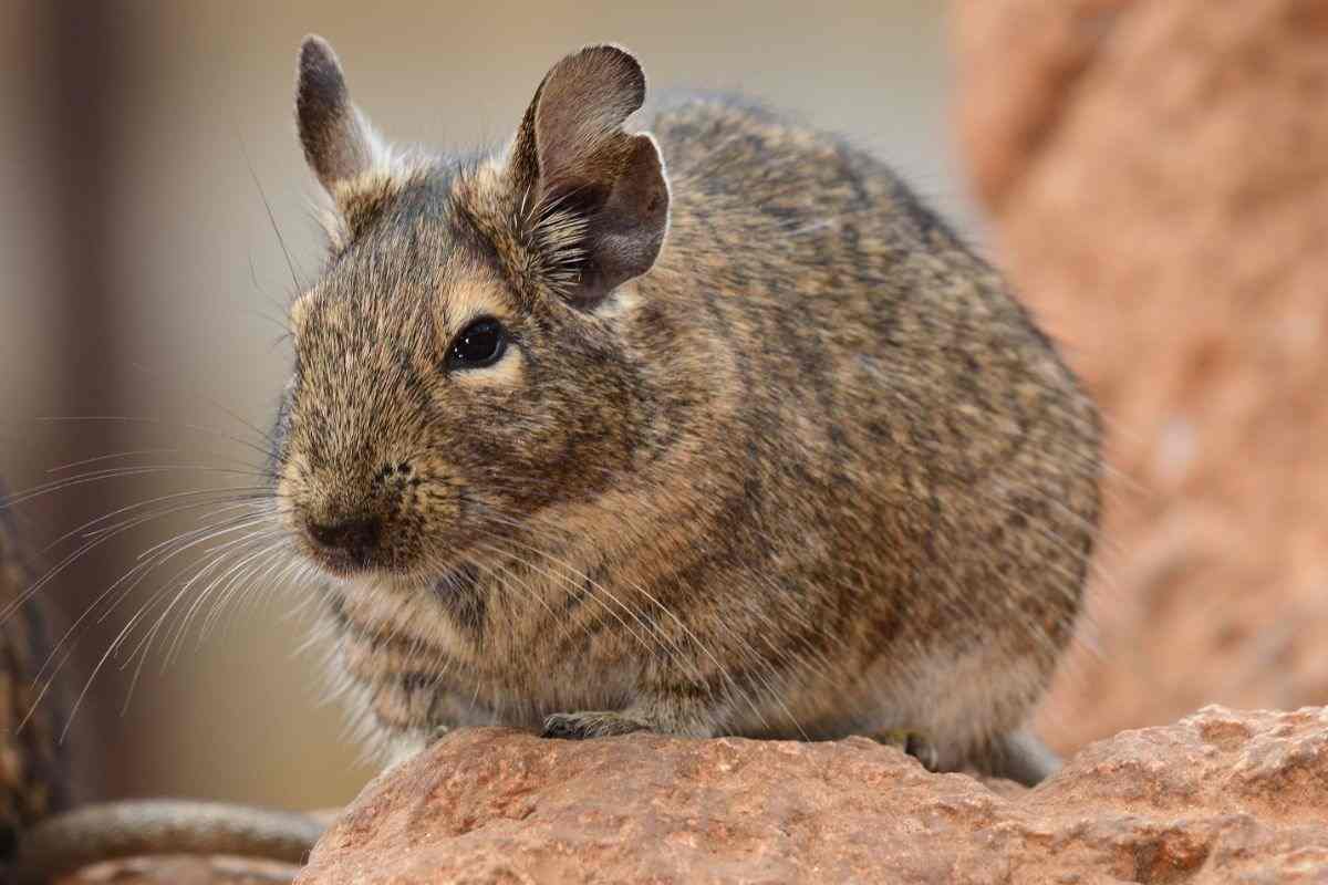degu seduto