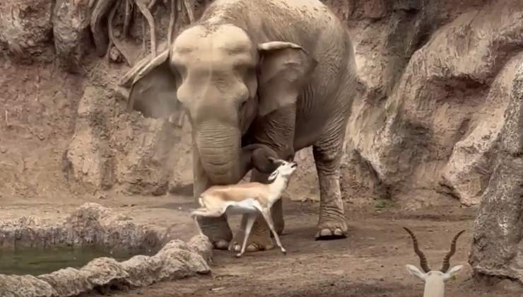 elefante salva una gazzella in difficoltà