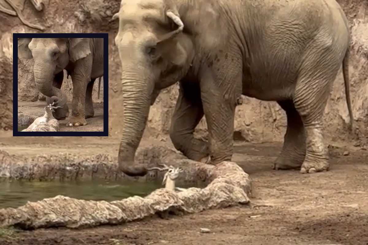 elefante salva una gazzella in difficoltà