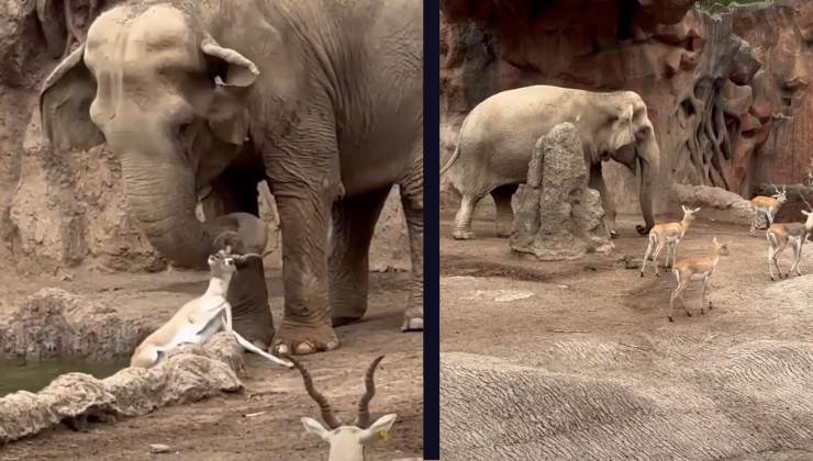 elefante salva una gazzella in difficoltà