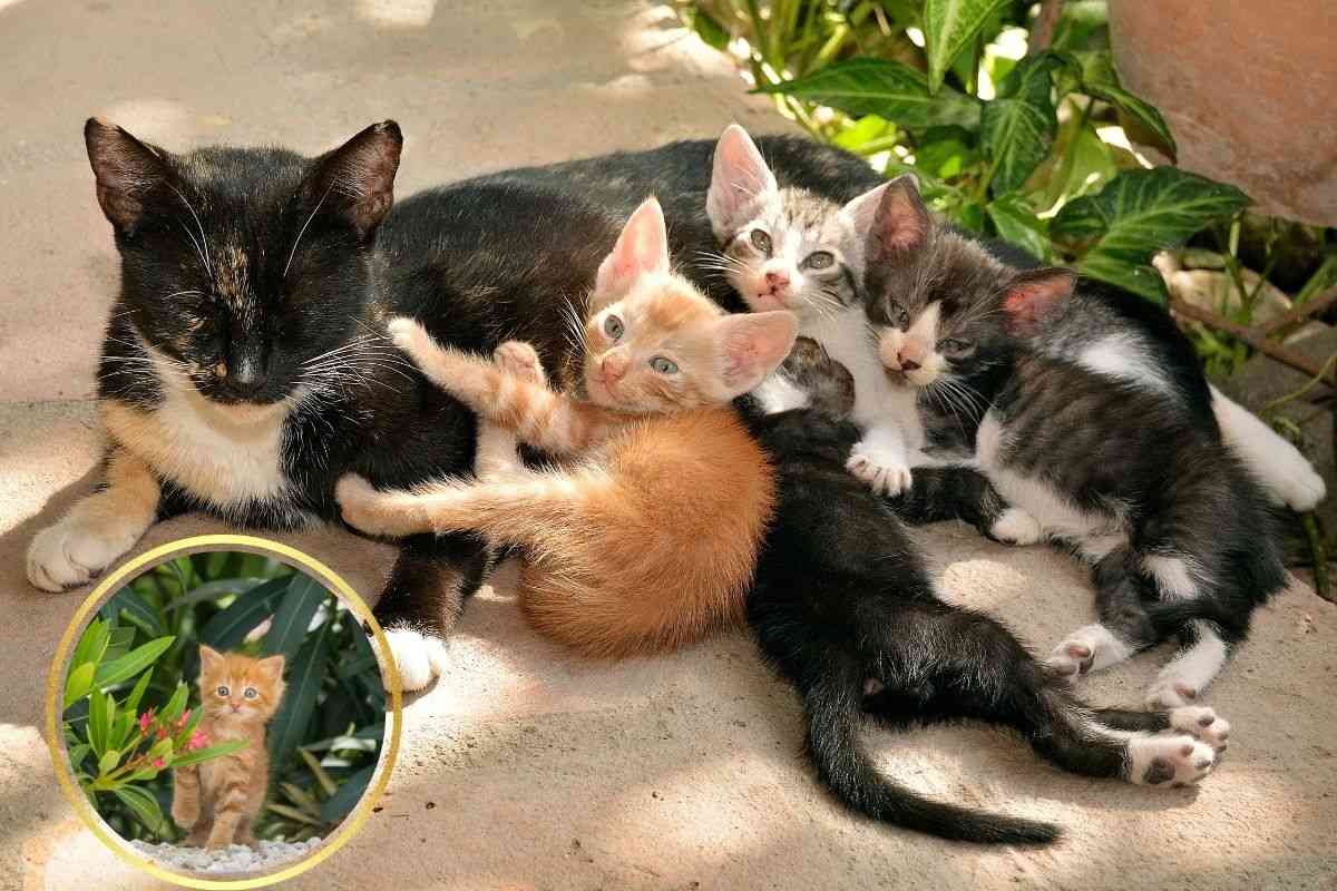 cuccioli con mamma gatta