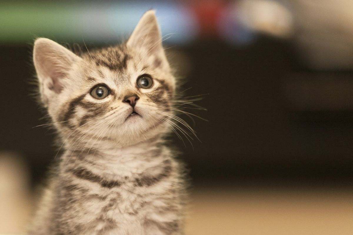 gattino piccolo