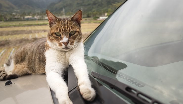 gatto sull'auto
