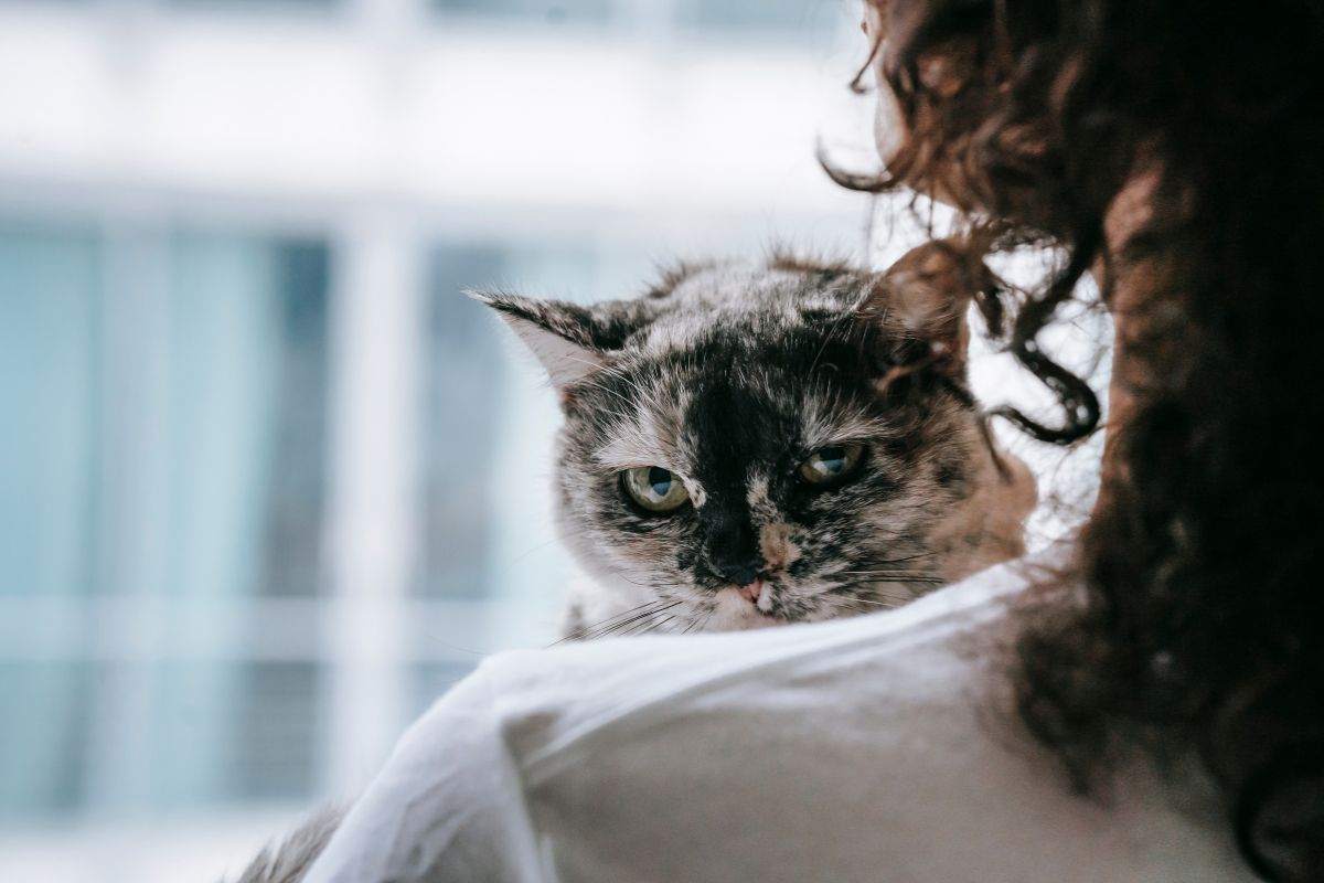 gatto annusa padrone