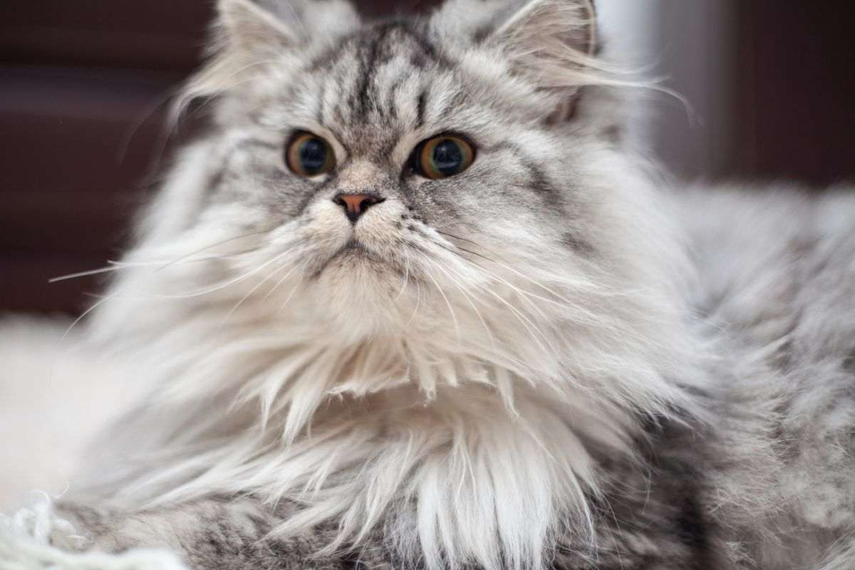 gatto anziano