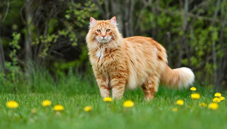 gatto arancione in giardino