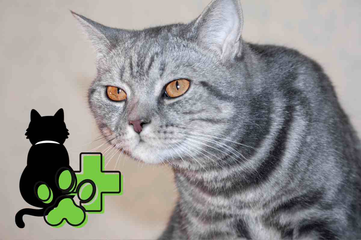 gatto arriccia la schiena