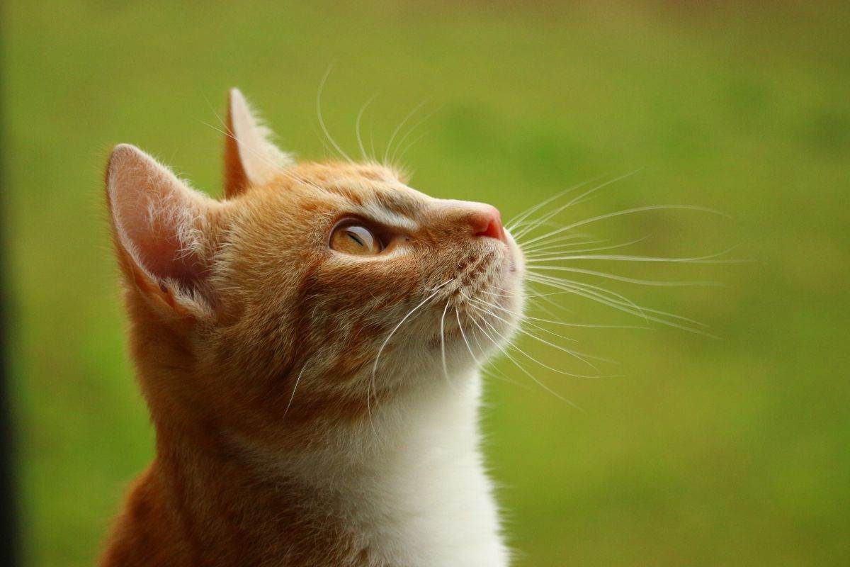 gatto che ascolta