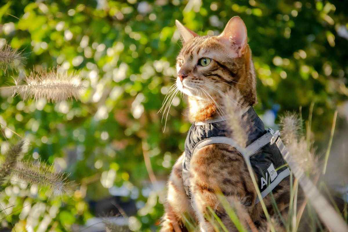 gatto bengala