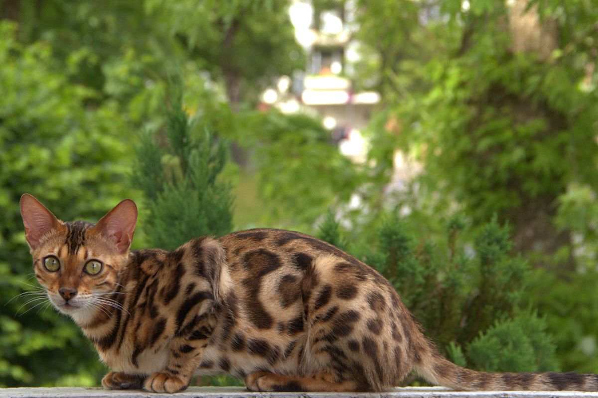 gatto bengala 