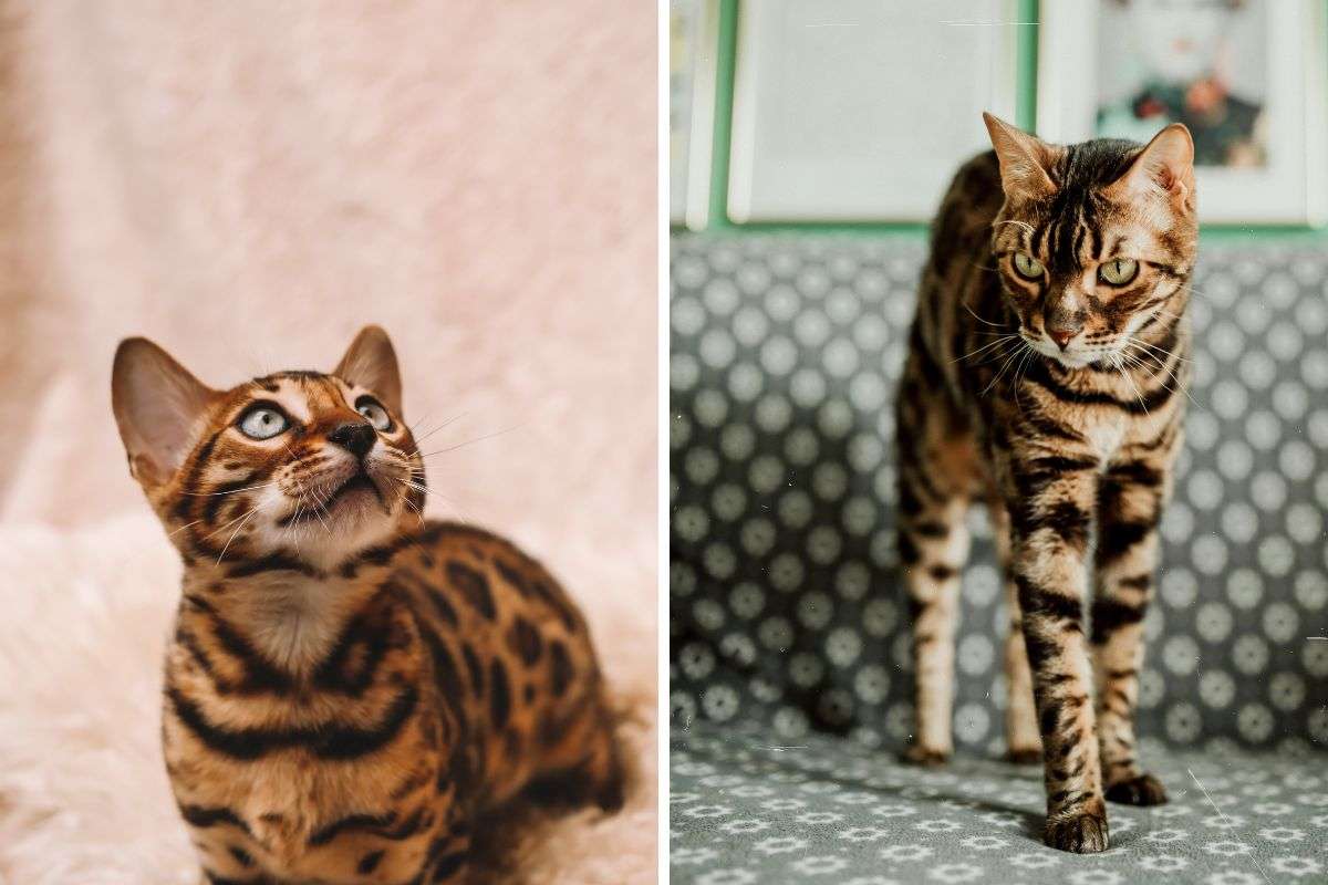 gatto bengala