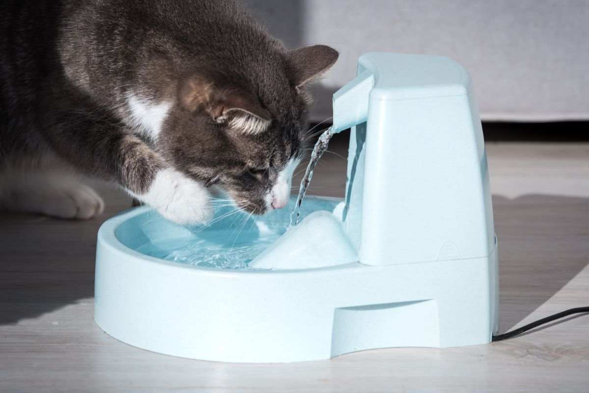 gatto beve da una fontanella per gatti
