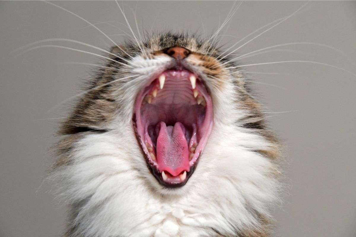 gatto a controllo