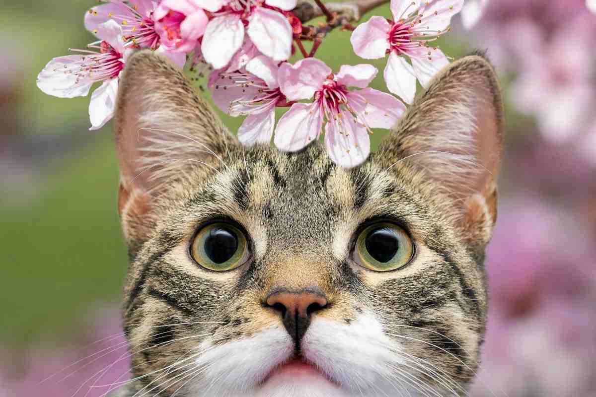gatto deve vivere all'aperto