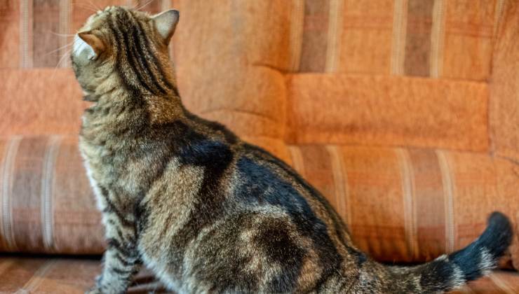 gatto di schiena