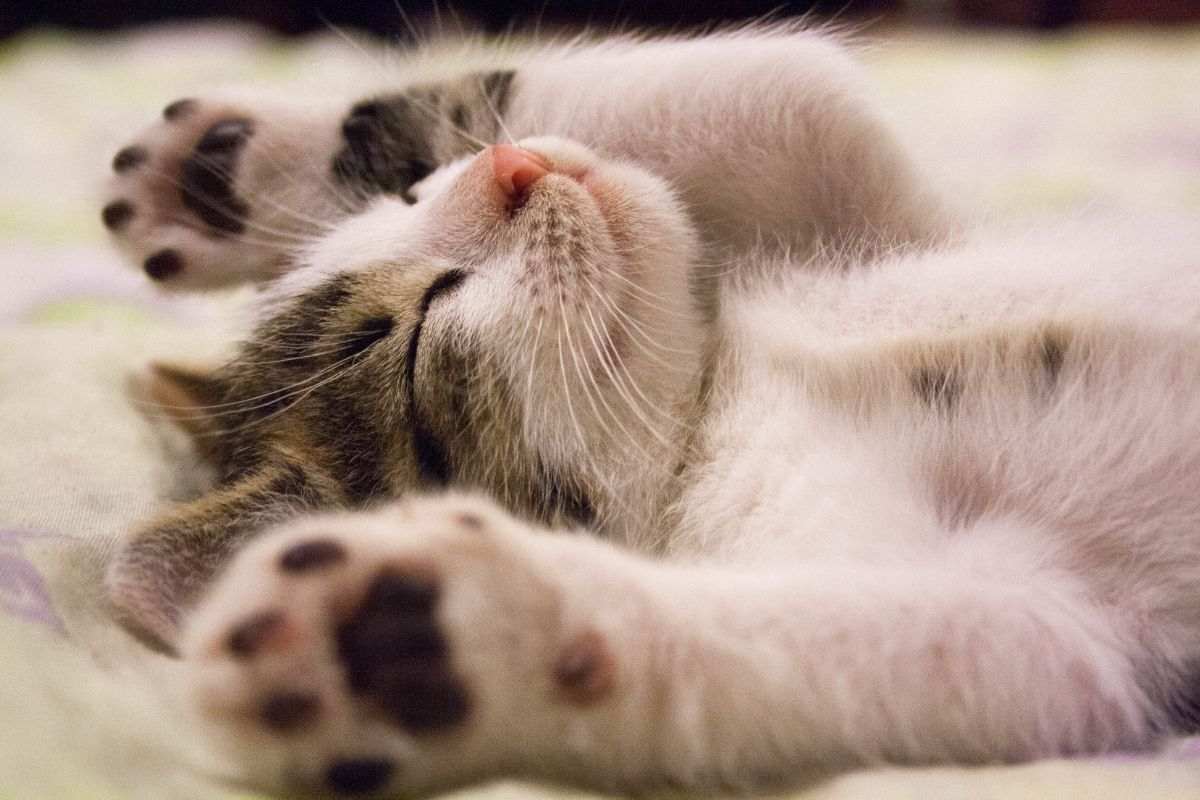 gatto a pancia all'aria