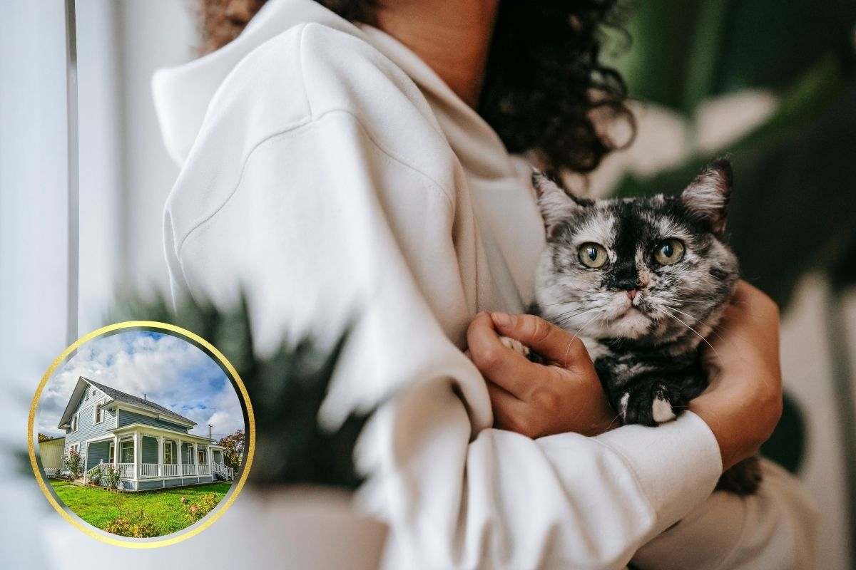 gatto nella casa nuova