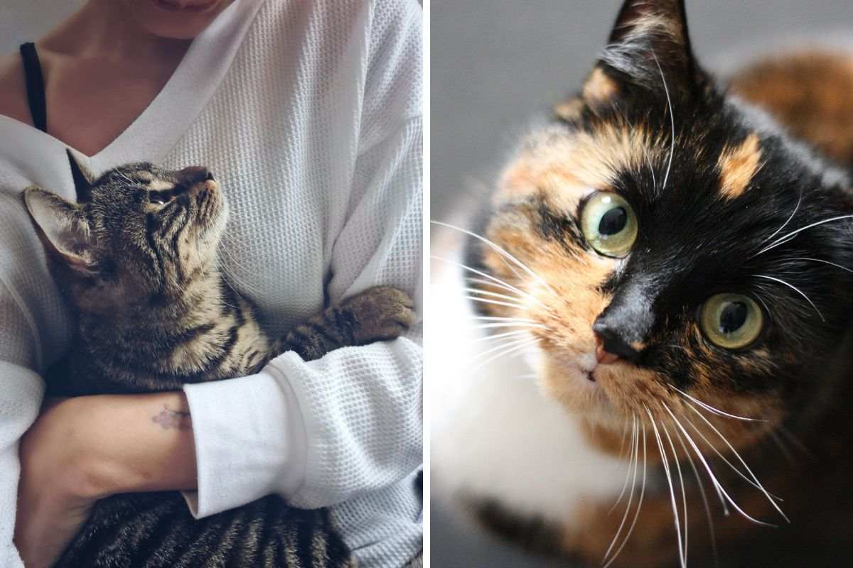 gatto guarda padrona