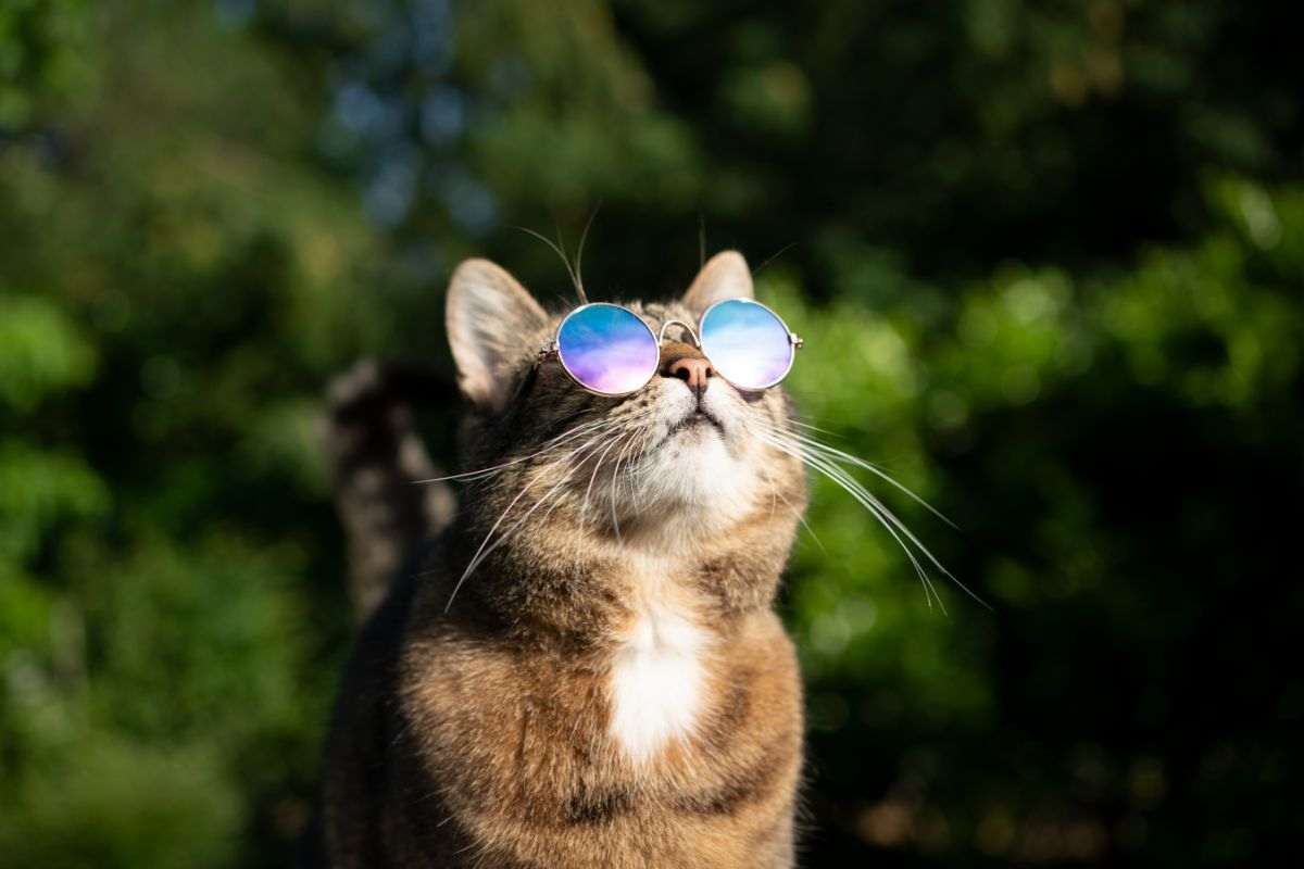 gatto fuori con occhiali da sole