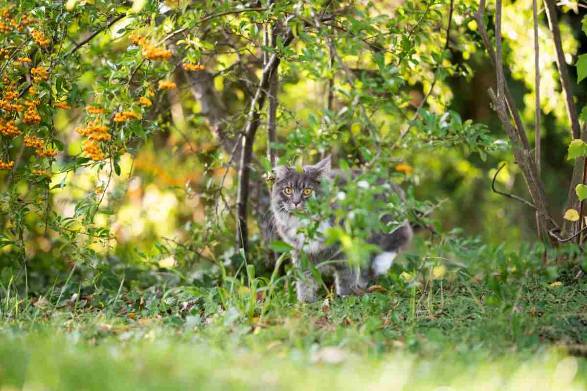 gatto tra piante verdi