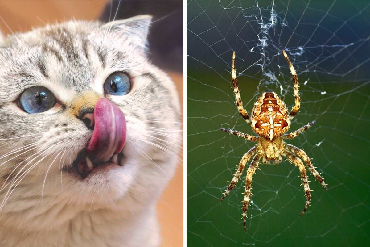 gatto e insetto