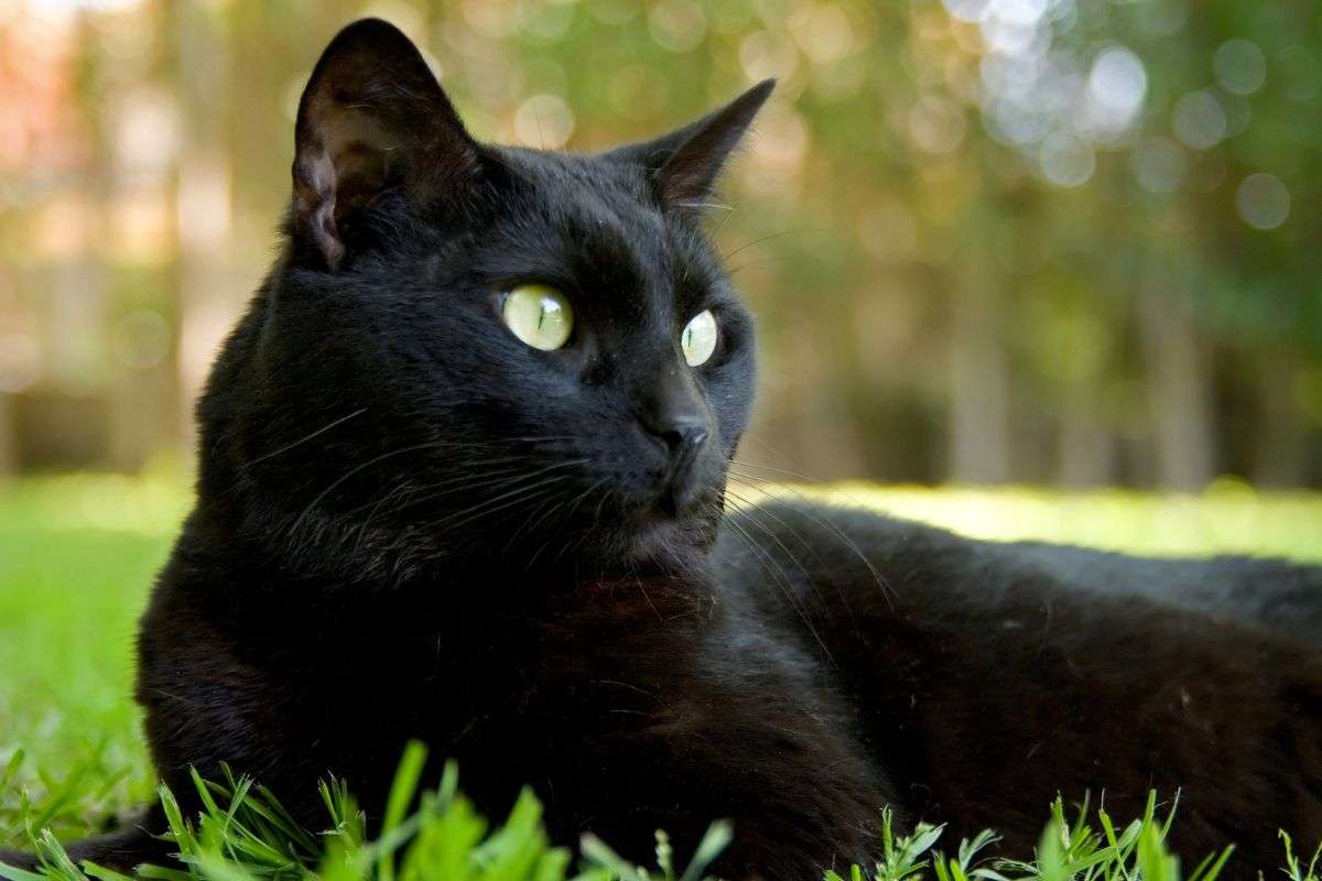 gatto nero