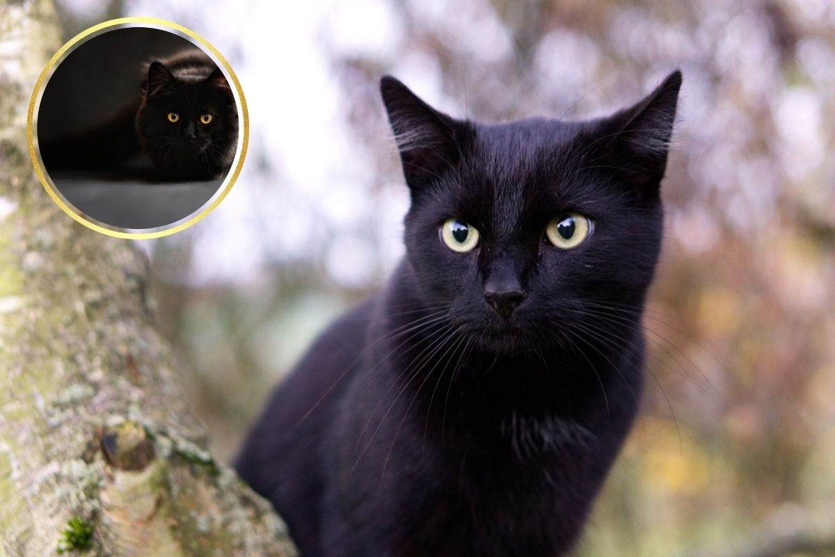 gatto nero