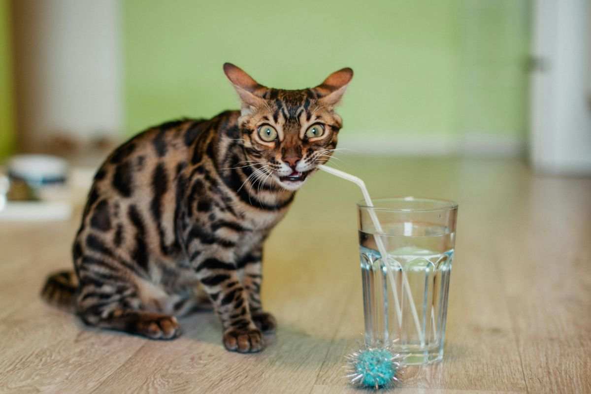 gatto che beve acqua con una cannuccia