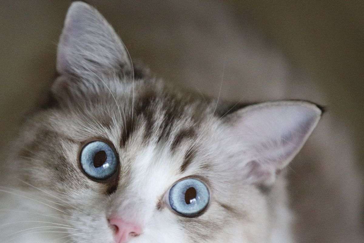 gatto che guarda