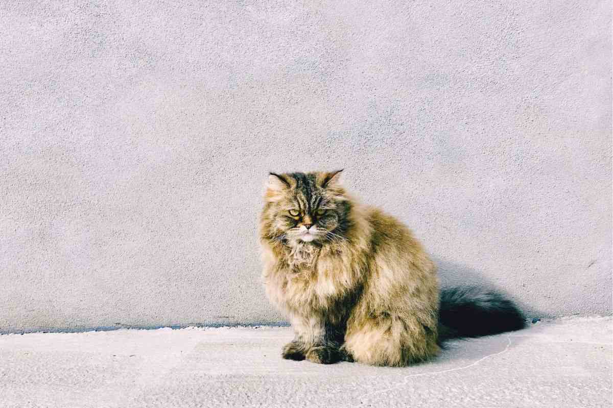 gatto persiano al sole