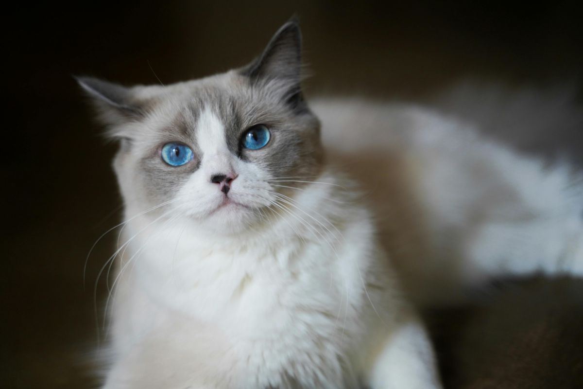 gatto bianco