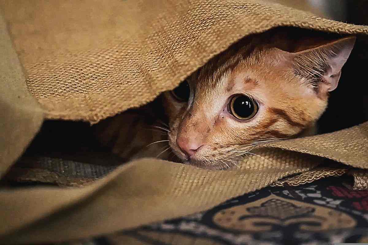 gatto sotto coperta