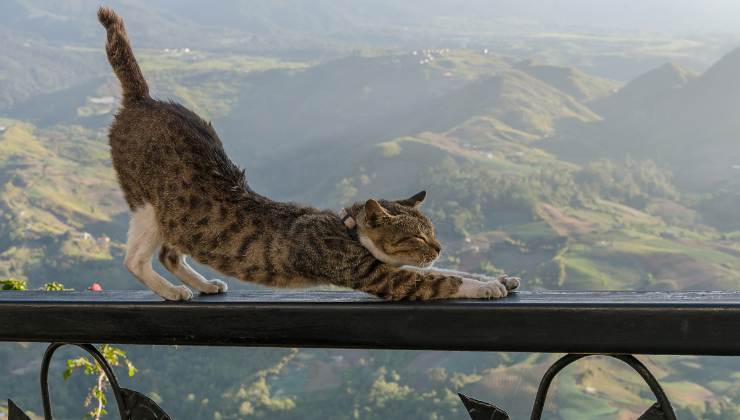 gatto si stiracchia