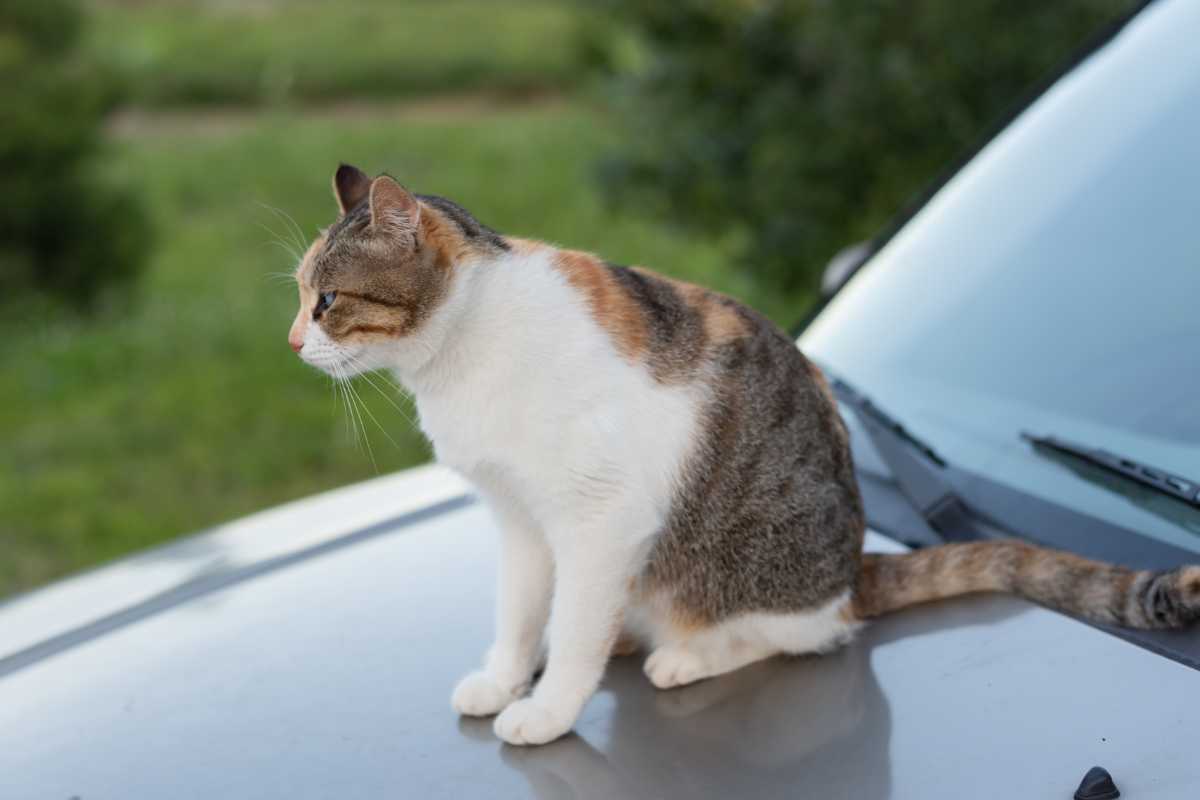 gatto sull'auto