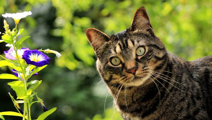 gatto tigrato in giardino