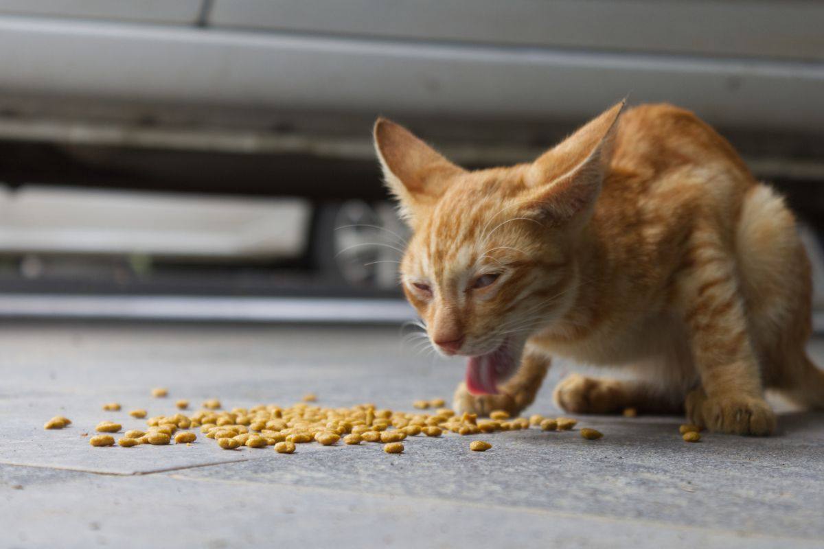 vomito del gatto