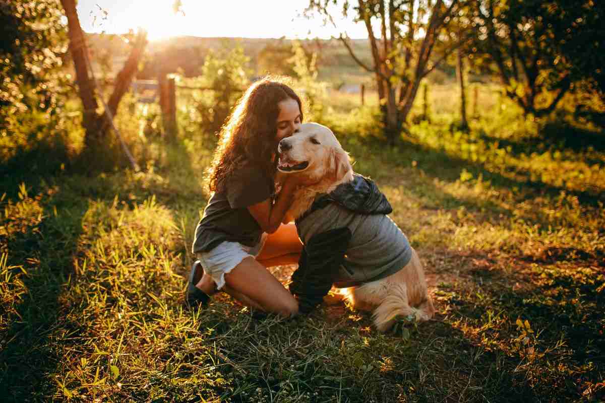 golden retriever