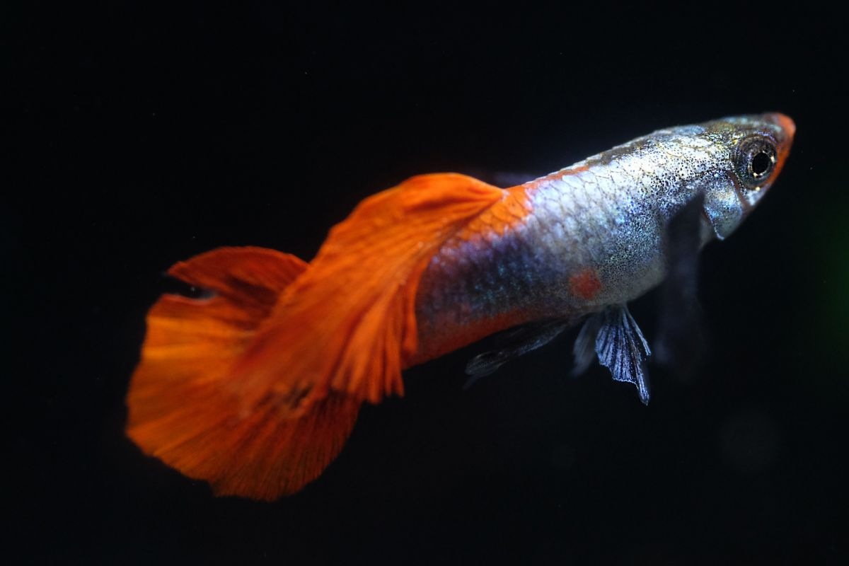 guppy