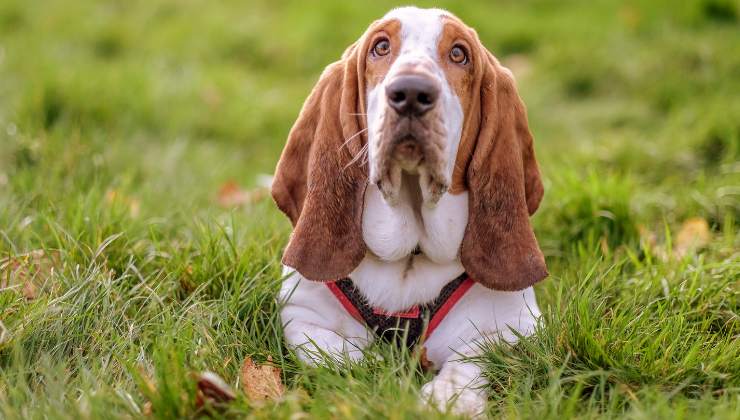 i Basset Hound