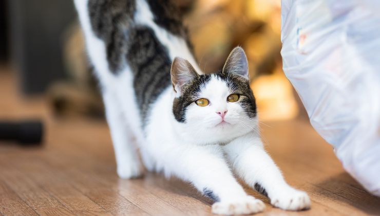il gatto si stiracchia