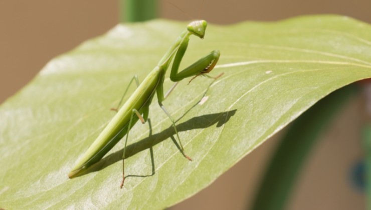 mantide religiosa su una foglia