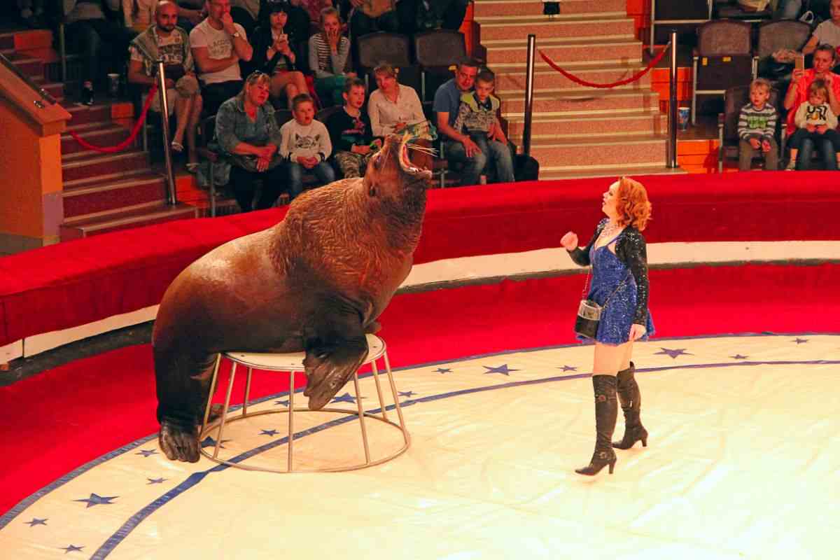 leone marino al circo