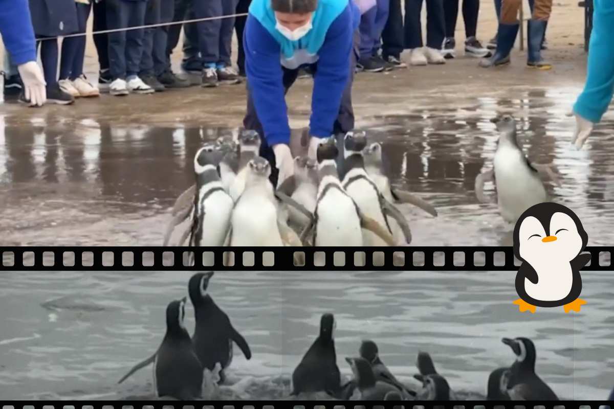 liberazione dei pinguini