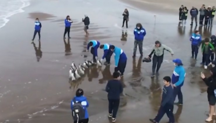 liberazione in mare dei pinguini