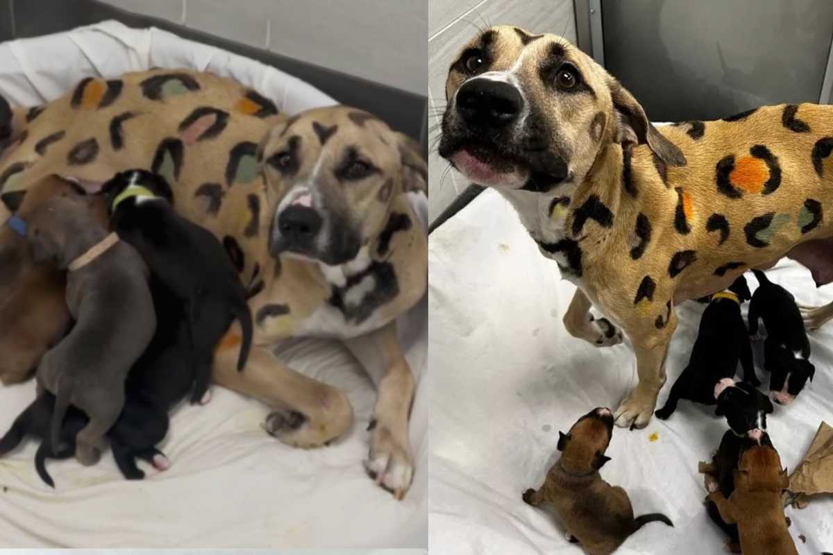 mamma cane dipinta come un leopardo