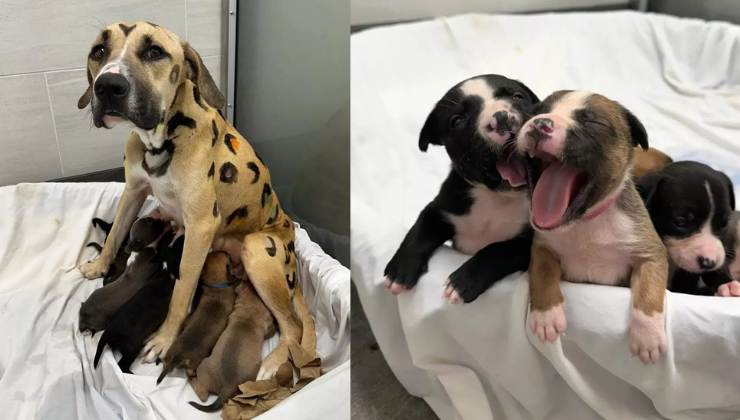 mamma cane e cuccioli