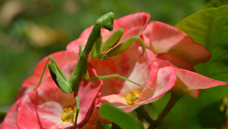 mantide religiosa su una rosa
