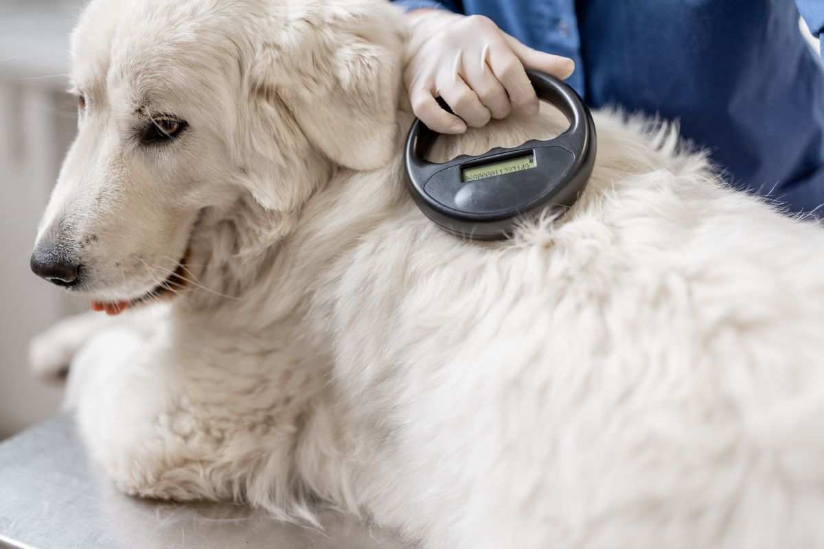 veterinario legge microchip cane