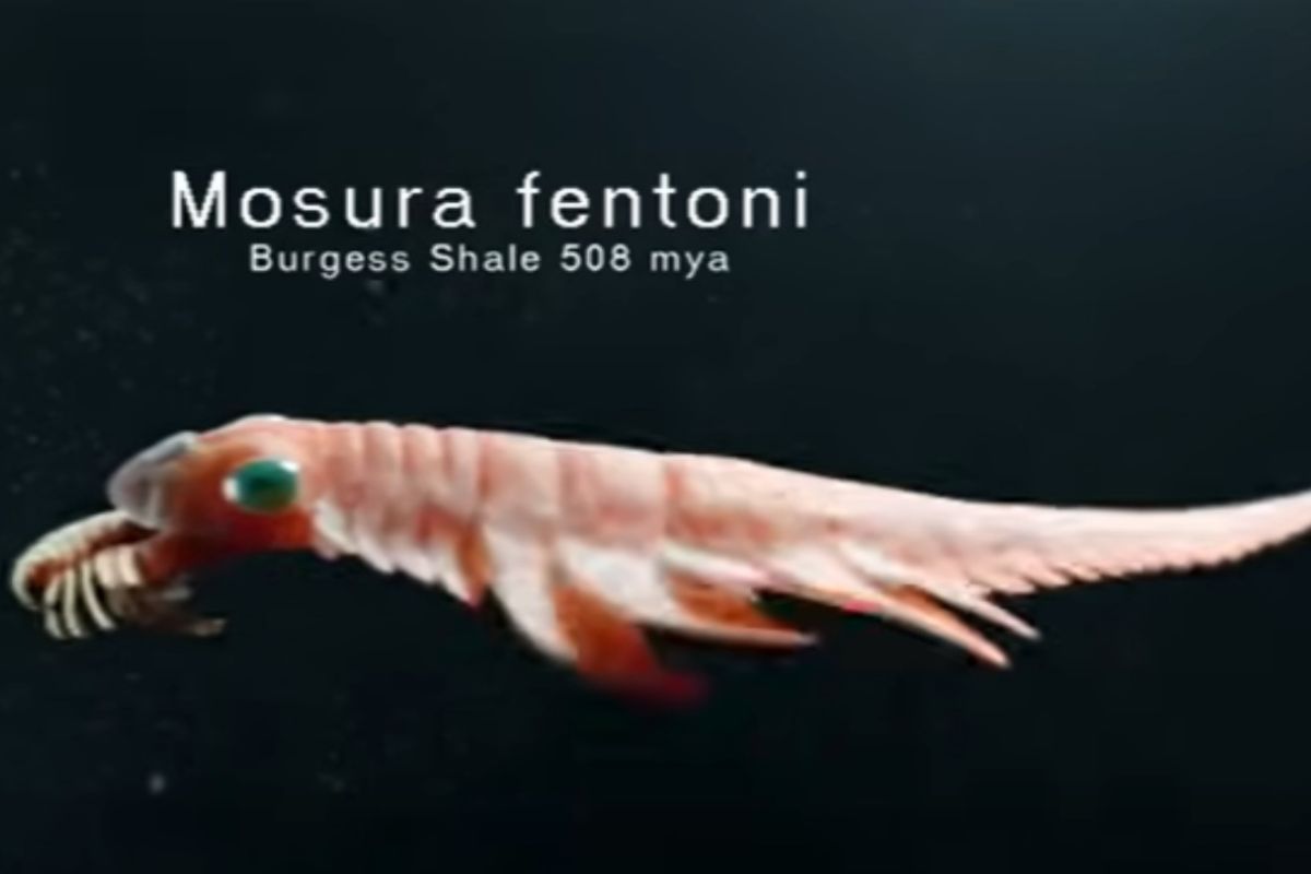 mosura