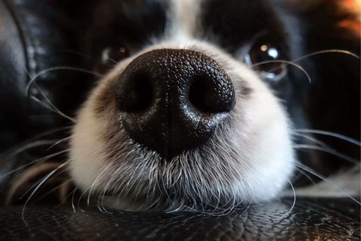 naso del cane